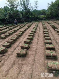 草毯状马尼拉草