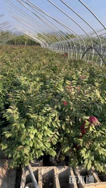 高度50厘米火焰卫矛