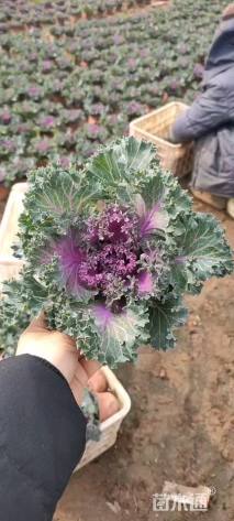 高度25厘米羽衣甘蓝