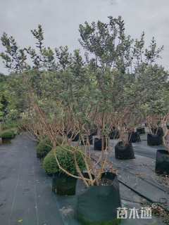 高度150厘米菲油果