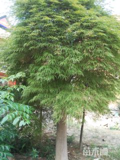 高度200厘米羽毛枫