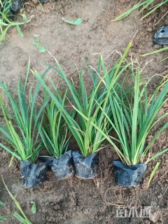 高度30厘米崂峪苔草