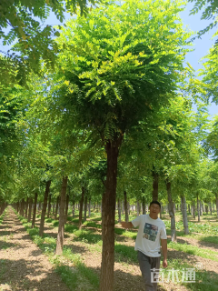 15公分香花槐