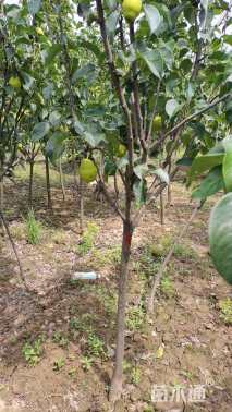 高度1500厘米玉露香梨