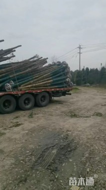 10公分金丝楠木