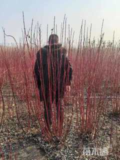 高度90厘米红瑞木