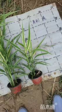 高度20厘米花叶芦竹