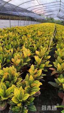 高度40厘米变叶木