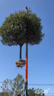 12公分红叶石楠