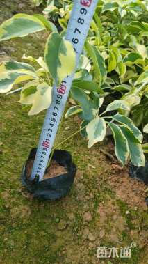 高度20厘米白毛杜鹃