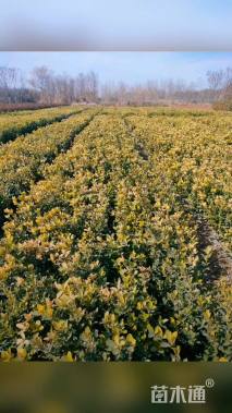 高度50厘米大叶黄杨