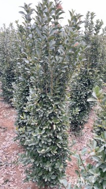 高度120厘米大叶黄杨柱