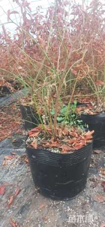 高度35厘米蓝莓小苗