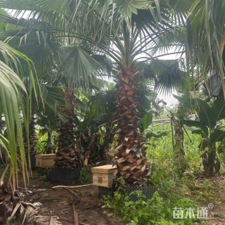 裸干高200厘米华棕