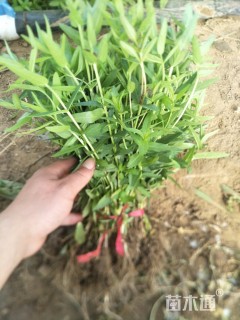 千屈菜