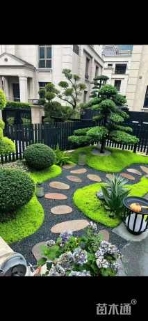 高度10厘米金叶佛甲草