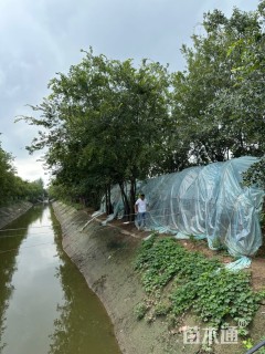 50公分(5杆)丛生朴树