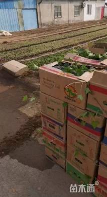 50厘米五叶地锦