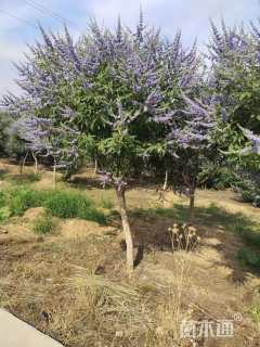高度250厘米穗花牡荆