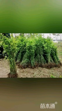 高度150厘米棣棠