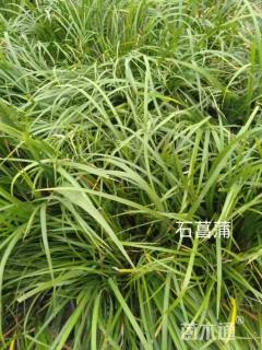 石菖蒲