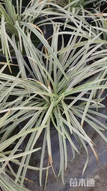 高度30厘米玉带草