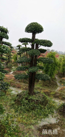 20公分造型榆树