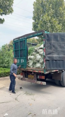 高度50厘米毛叶高山唐松草