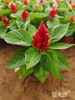 高度15厘米鸡冠花