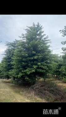 30公分大腹木棉