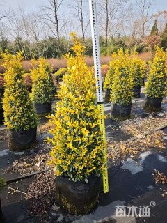 高度100厘米黄金枸骨