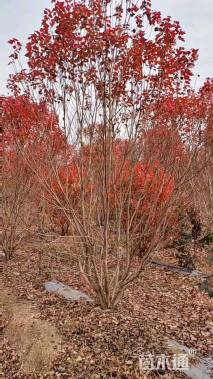 高度400厘米丛生美国红枫