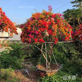 高度25厘米杜松小苗