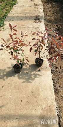 0.1公分红叶石楠