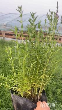 高度40厘米委陵菜