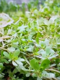 高度10厘米海马齿