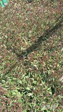 高度25厘米山桃草