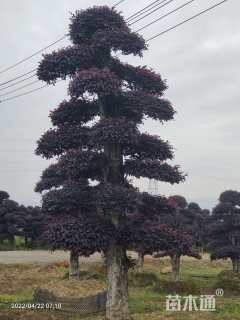 高度150厘米红花继木