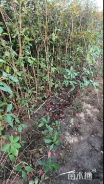 高度180厘米红叶石楠篱笆