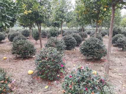 冠幅100厘米茶梅球