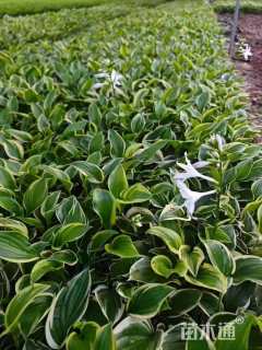 高度15厘米金边玉簪