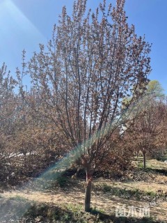 10公分绚丽海棠