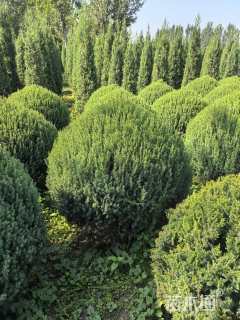 高度100厘米望都塔桧球