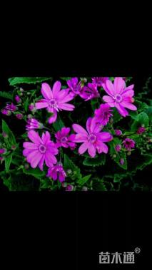 高度10厘米瓜叶菊