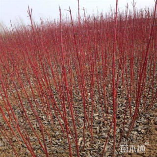 高度50厘米红瑞木