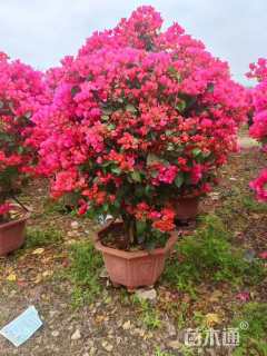 高度80厘米三角梅