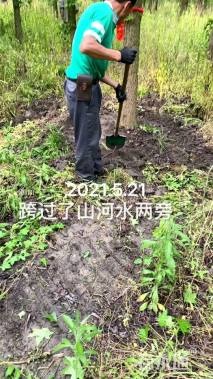 18公分北美枫香