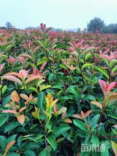 0.1公分红叶石楠