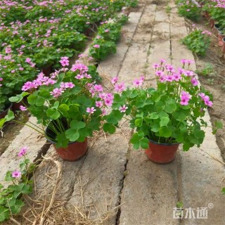 高度35厘米绿叶酢浆草