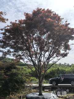 15公分中国红枫